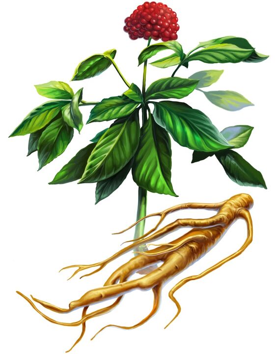 ginseng for strength